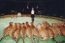 "Суматранские тигры", программа в Екатеринбургском цирке
