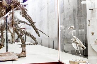 Палеонтологический музей в Москве, фото