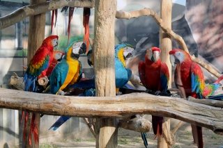 Зоопарк "Сафари-парк", парк "Солнечный остров", Краснодар, фото