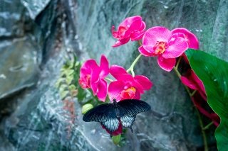 Галерея живых бабочек "Восторг", Владивосток, фото