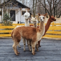"Альпака Парк", городская ферма, контактный зоопарк альпака в парке "Сказка" в Крылатском, Москва