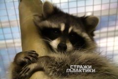 "Стражи Галактики", контактный зоопарк