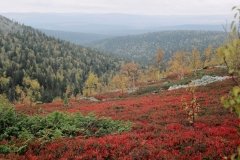 "Денежкин камень"