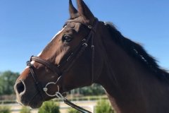 Golden Horse