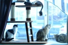 "Кис-кис", котокафе