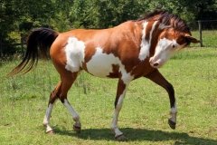 Кудряшовский конноспортивный клуб 