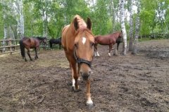 "Вольный ветер", клуб любителей лошадей
