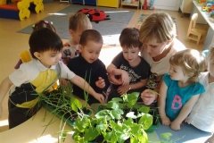"Кубанское солнышко"