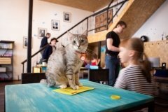 "Чукотка", котокафе