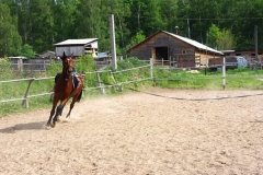 КСК Аргамак+