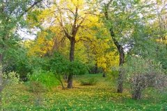 Детский городской парк, Горсад