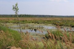 Мещёрская низменность