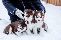 "Хаски парк"