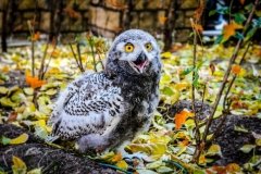 "Совиный дом"