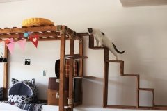 "Котейная"