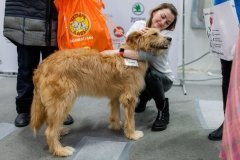 "Собаки, которые любят"