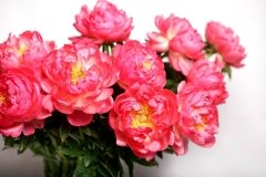 Coral Charm, "Корал Шарм"