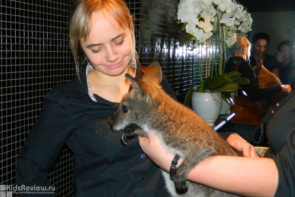Zoovest.ru, экзотические животные на фотосессии и праздники, кенгуру-шоу в Москве