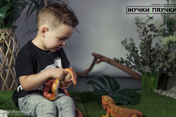 "Жучки-паучки", антикафе с рептилиями, насекомыми и амфибиями на Соколе, Москва