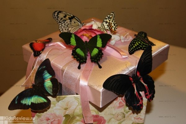 "Флай Тай", арт-студия живых бабочек, подарок из бабочек на день рождения, Новосибирск