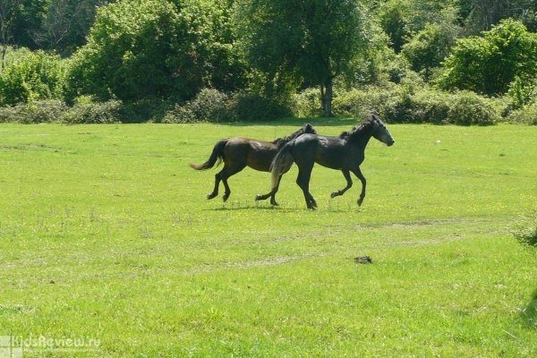 "Лошади в Сочи", конный прокат, конные прогулки для детей и взрослых в Адлере, Сочи