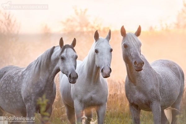 "Три грации", конная база, спортивная секция для детей, фотосессия с лошадью, экскурсии, иппотерапия в Нижегородской области