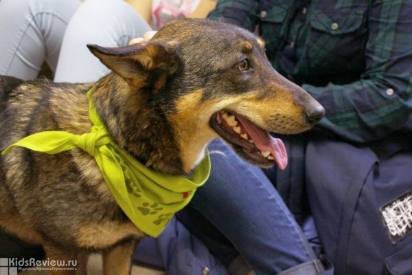 "Кинолог", клуб для детей от 11 лет, занятия собаководством в Омске