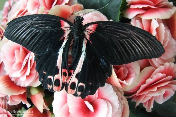 Выставка живых тропических бабочек в Тюмени, закрыта