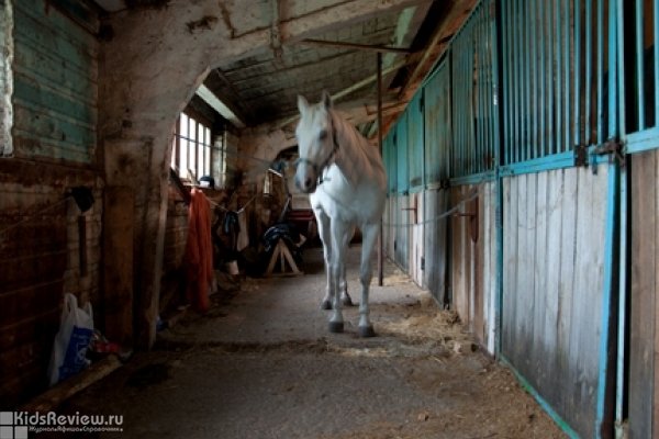 "Престиж", конюшня, конный клуб, школа верховой езды, иппотерапия в поселке Красный Пахарь, Самара