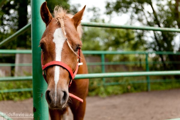 "Живая тропа", семейный конный клуб, иппотерапия для детей в Волгоградской области