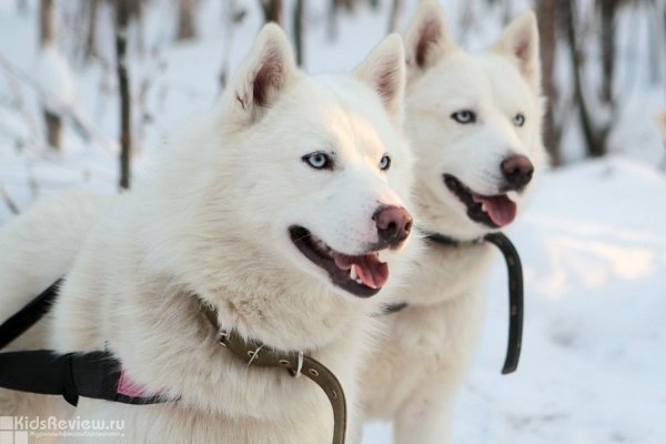 "Эльбрус", питомник ездовых собак, катание на собачьей упряжке, фотосессия с собаками в Медном, Екатеринбург