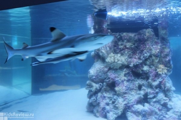 "Риф Парк", мини-океанариум в развлекательном комплексе "Шарики", Томск, закрыт
