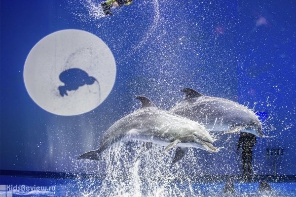 Океанариум Екатеринбурга, экзотеррариум и шоу дельфинов для детей и взрослых