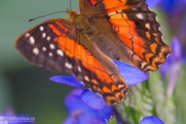 "Парк бабочек в тропиках", выставка-продажа живых тропических бабочек в ТЦ "Европа", Самара