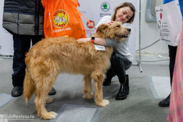 "Собаки, которые любят", благотворительный фонд, Москва