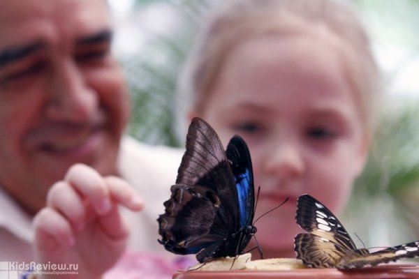 "Зеленая галерея", экзотический контактный зоопарк, выставка тропических бабочек в ТРЦ "Гринвич" в Екатеринбурге, закрыт