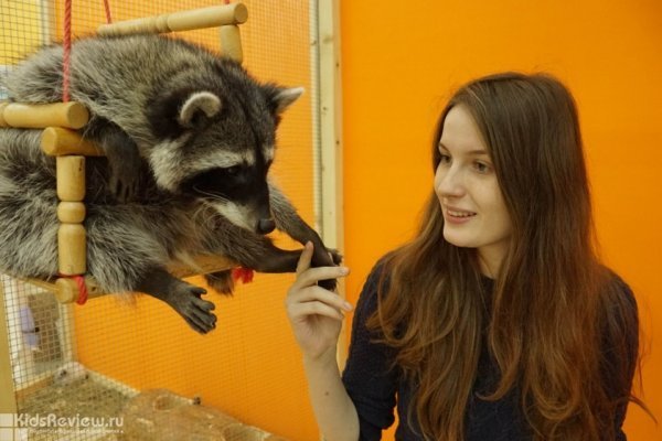 "Погладь Енота", контактный зоопарк в ТРЦ "Колумбус" на Пражской, Москва, закрыт