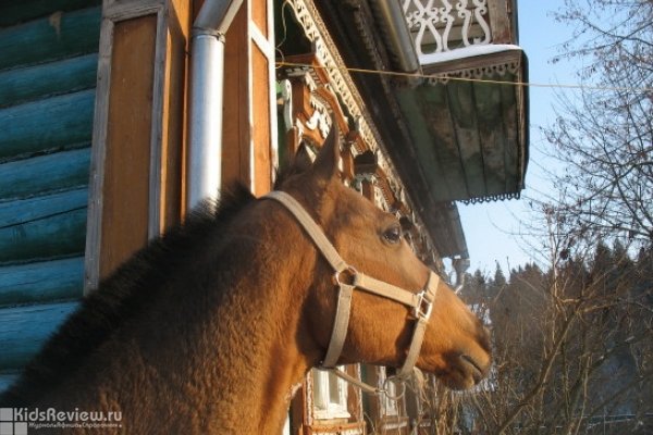 "Дютьково", конное подворье, прокат, пешие и верховые экскурсии в Московской Области