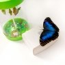 "Флай-Флай", fly-fly.ru, магазин живых тропических бабочек в Москве